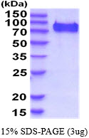 3ug by SDS-PAGE under reducing condition and visualized by coomassie blue stain.