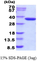 3ug by SDS-PAGE under reducing condition and visualized by coomassie blue stain.