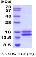 3ug by SDS-PAGE under reducing condition and visualized by coomassie blue stain.