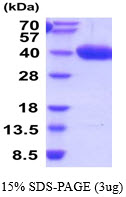 3ug by SDS-PAGE under reducing condition and visualized by coomassie blue stain.