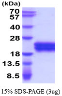 3ug by SDS-PAGE under reducing condition and visualized by coomassie blue stain.