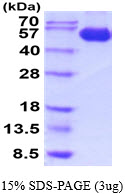 3ug by SDS-PAGE under reducing condition and visualized by coomassie blue stain.