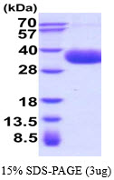 3ug by SDS-PAGE under reducing condition and visualized by coomassie blue stain.