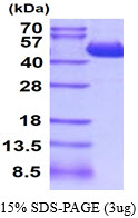 3ug by SDS-PAGE under reducing condition and visualized by coomassie blue stain.