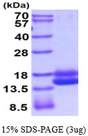 3ug by SDS-PAGE under reducing condition and visualized by coomassie blue stain.