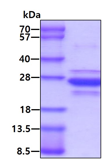 3ug by SDS-PAGE under reducing condition and visualized by coomassie blue stain.