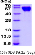 3ug by SDS-PAGE under reducing condition and visualized by coomassie blue stain.