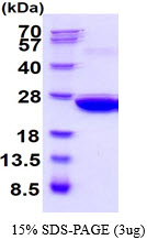 3ug by SDS-PAGE under reducing condition and visualized by coomassie blue stain.