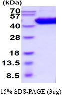 3ug by SDS-PAGE under reducing condition and visualized by coomassie blue stain.