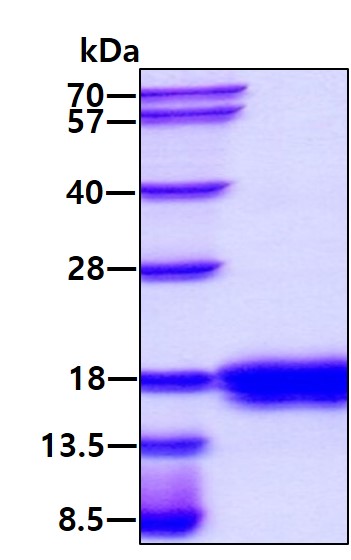 3ug by SDS-PAGE under reducing condition and visualized by coomassie blue stain.