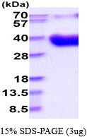 3ug by SDS-PAGE under reducing condition and visualized by coomassie blue stain.