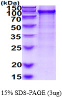 3ug by SDS-PAGE under reducing condition and visualized by coomassie blue stain.