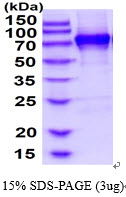 3ug by SDS-PAGE under reducing condition and visualized by coomassie blue stain.