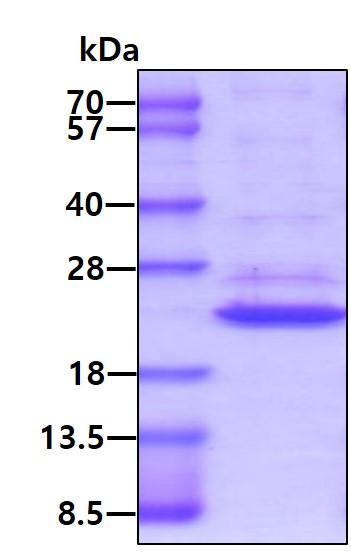 3ug by SDS-PAGE under reducing condition and visualized by coomassie blue stain.