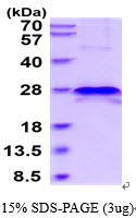 3ug by SDS-PAGE under reducing condition and visualized by coomassie blue stain.