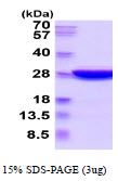 3ug by SDS-PAGE under reducing condition and visualized by coomassie blue stain.