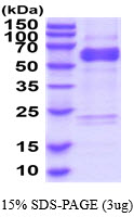 3ug by SDS-PAGE under reducing condition and visualized by coomassie blue stain.