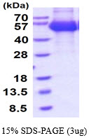 3ug by SDS-PAGE under reducing condition and visualized by coomassie blue stain.