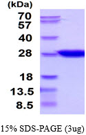 3ug by SDS-PAGE under reducing condition and visualized by coomassie blue stain.