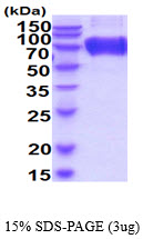 3ug by SDS-PAGE under reducing condition and visualized by coomassie blue stain.