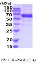 3ug by SDS-PAGE under reducing condition and visualized by coomassie blue stain.