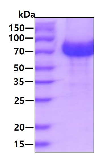 3ug by SDS-PAGE under reducing condition and visualized by coomassie blue stain.