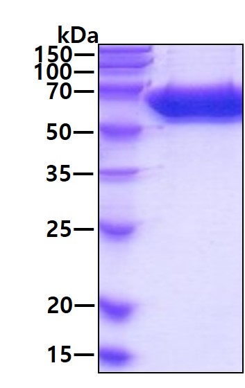 3ug by SDS-PAGE under reducing condition and visualized by coomassie blue stain.