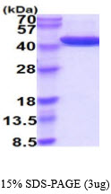 3ug by SDS-PAGE under reducing condition and visualized by coomassie blue stain.