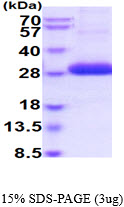 3ug by SDS-PAGE under reducing condition and visualized by coomassie blue stain.