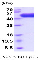 3ug by SDS-PAGE under reducing condition and visualized by coomassie blue stain.