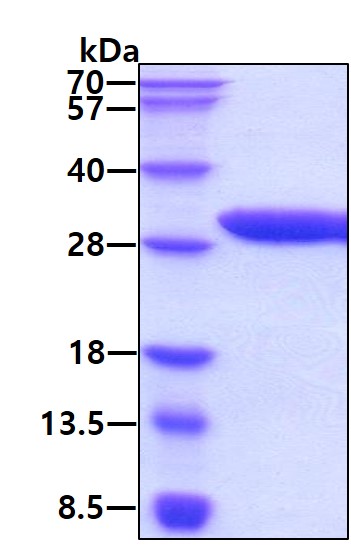 3ug by SDS-PAGE under reducing condition and visualized by coomassie blue stain.