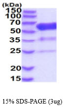 3ug by SDS-PAGE under reducing condition and visualized by coomassie blue stain.