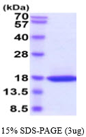 3ug by SDS-PAGE under reducing condition and visualized by coomassie blue stain.