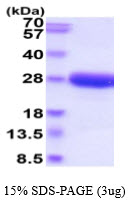 3ug by SDS-PAGE under reducing condition and visualized by coomassie blue stain.