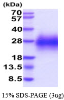 3ug by SDS-PAGE under reducing condition and visualized by coomassie blue stain.