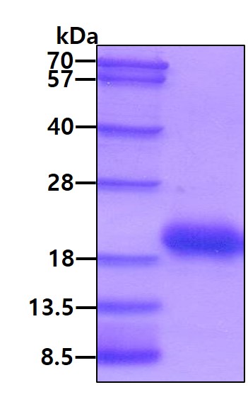 3ug by SDS-PAGE under reducing condition and visualized by coomassie blue stain.