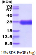 3ug by SDS-PAGE under reducing condition and visualized by coomassie blue stain.