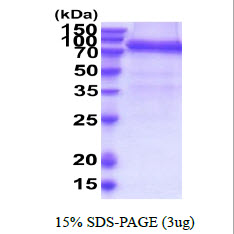 3ug by SDS-PAGE under reducing condition and visualized by coomassie blue stain.