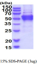 3ug by SDS-PAGE under reducing condition and visualized by coomassie blue stain.