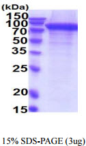 3ug by SDS-PAGE under reducing condition and visualized by coomassie blue stain.