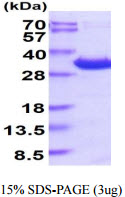 3ug by SDS-PAGE under reducing condition and visualized by coomassie blue stain.