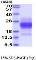 3ug by SDS-PAGE under reducing condition and visualized by coomassie blue stain.