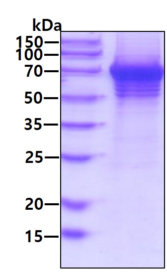 3ug by SDS-PAGE under reducing condition and visualized by coomassie blue stain.