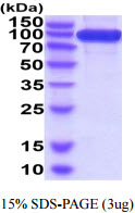 3ug by SDS-PAGE under reducing condition and visualized by coomassie blue stain.