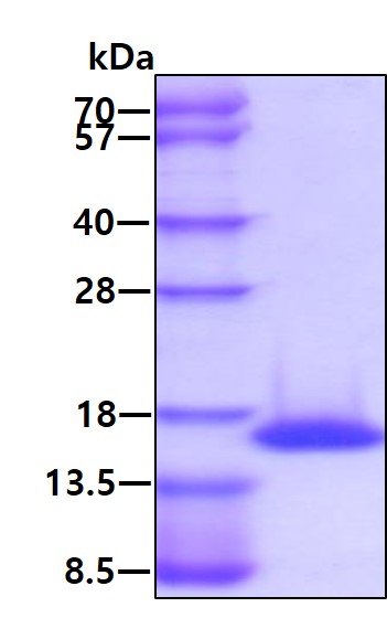 3ug by SDS-PAGE under reducing condition and visualized by coomassie blue stain.