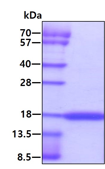 3ug by SDS-PAGE under reducing condition and visualized by coomassie blue stain.