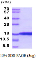 3ug by SDS-PAGE under reducing condition and visualized by coomassie blue stain.