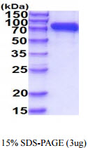 3ug by SDS-PAGE under reducing condition and visualized by coomassie blue stain.