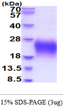 3ug by SDS-PAGE under reducing condition and visualized by coomassie blue stain.