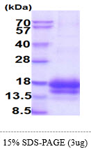 3ug by SDS-PAGE under reducing condition and visualized by coomassie blue stain.